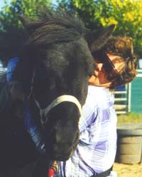 Tryggur, Icelandic Horse, and Judy